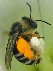 Just a small Bee